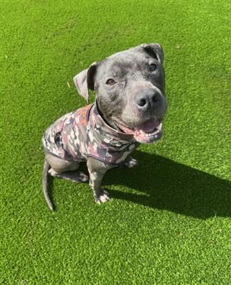 BAMBOO, Adoptable, Young Male Mixed Breed.