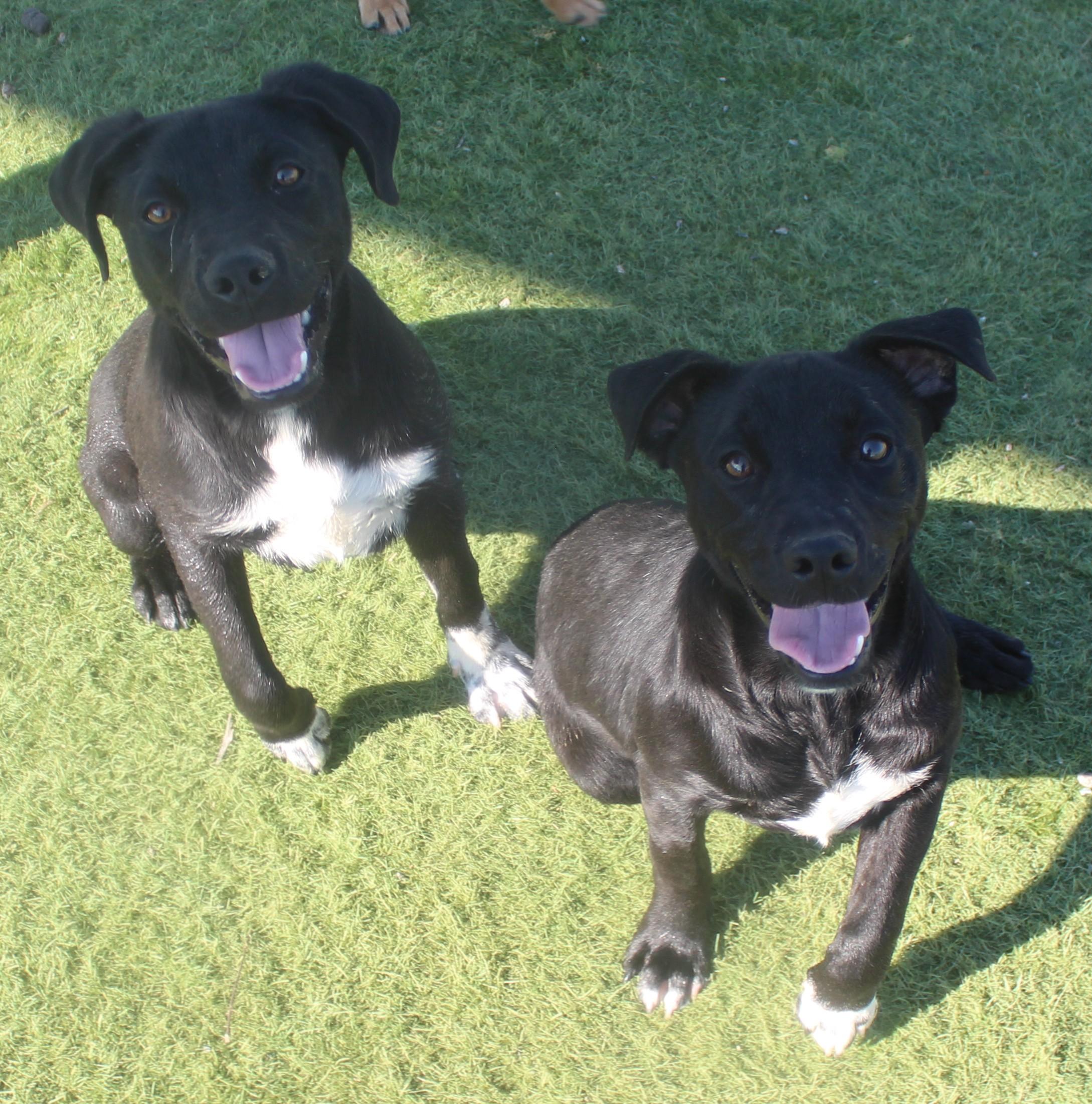 Enlarge COLE (AVAILABLE 3/24/26)*, a ADOPTABLE mixed breed in Wasco, CA image 1/1