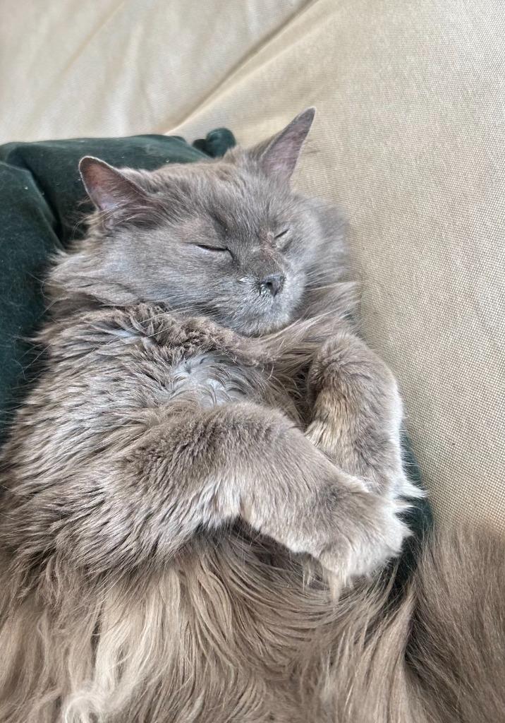 Chauncey, Adoptable, Senior Male Domestic Long Hair.