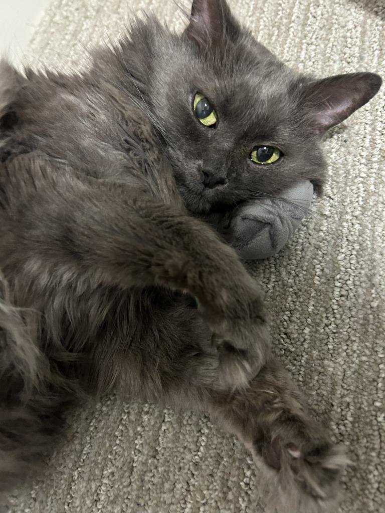 Chauncey, a Adoptable mixed breed in Minneapolis, MN image 3/6