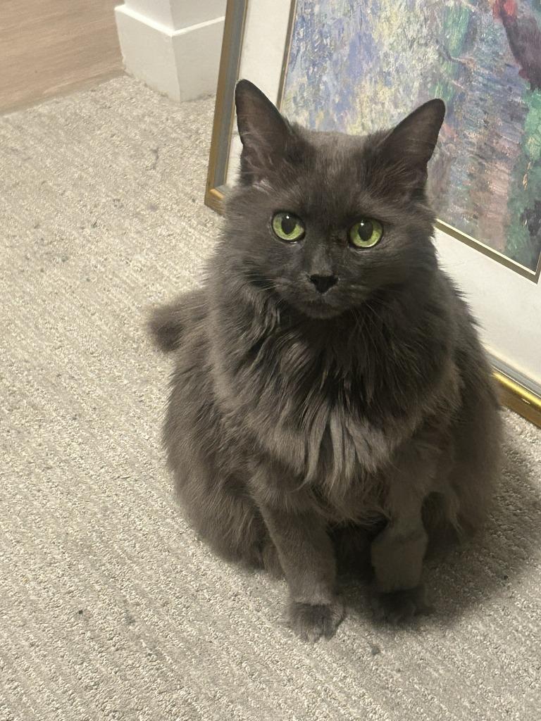 Chauncey, a Adoptable mixed breed in Minneapolis, MN image 4/6