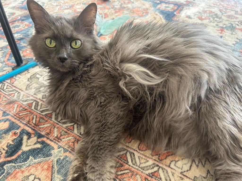 Chauncey, a Adoptable mixed breed in Minneapolis, MN image 6/6