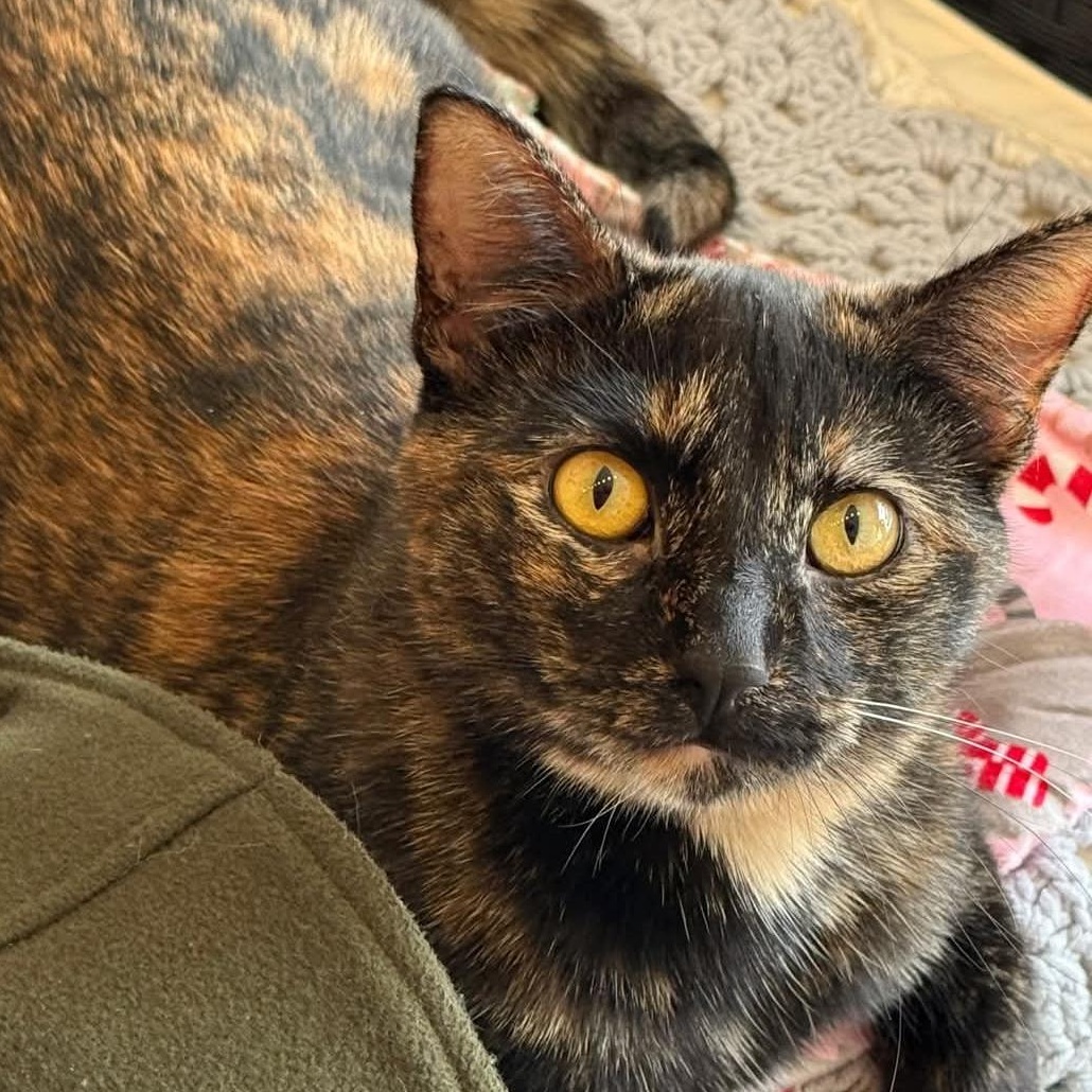 Enlarge Tigger, a ADOPTABLE Tortoiseshell in Whitewater, WI image 2/5