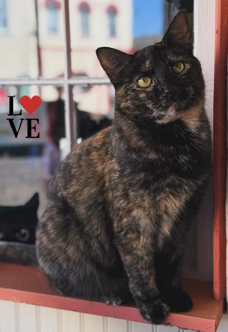 Enlarge Tigger, a ADOPTABLE Tortoiseshell in Whitewater, WI image 1/5