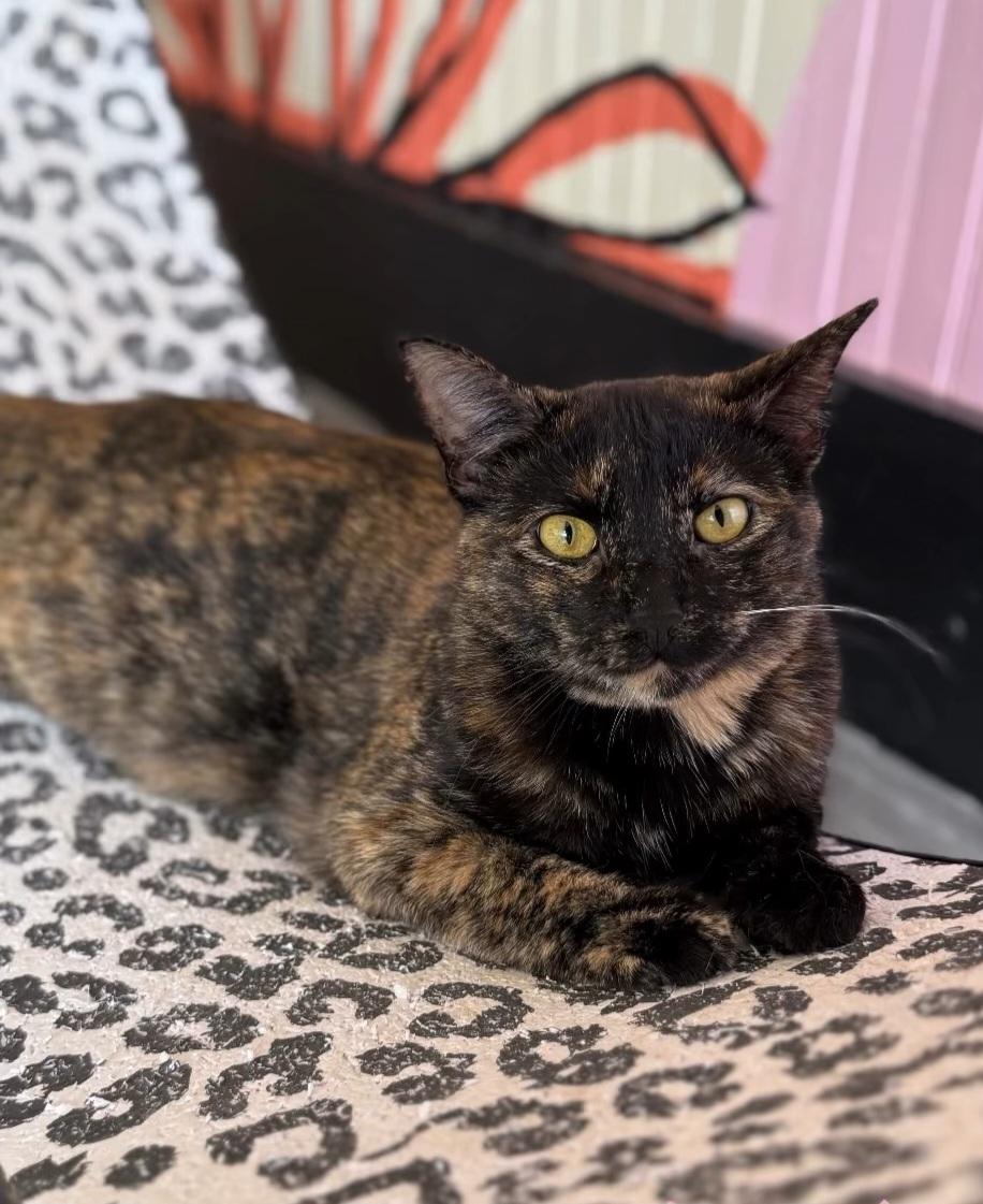 Enlarge Tigger, a ADOPTABLE Tortoiseshell in Whitewater, WI image 3/5