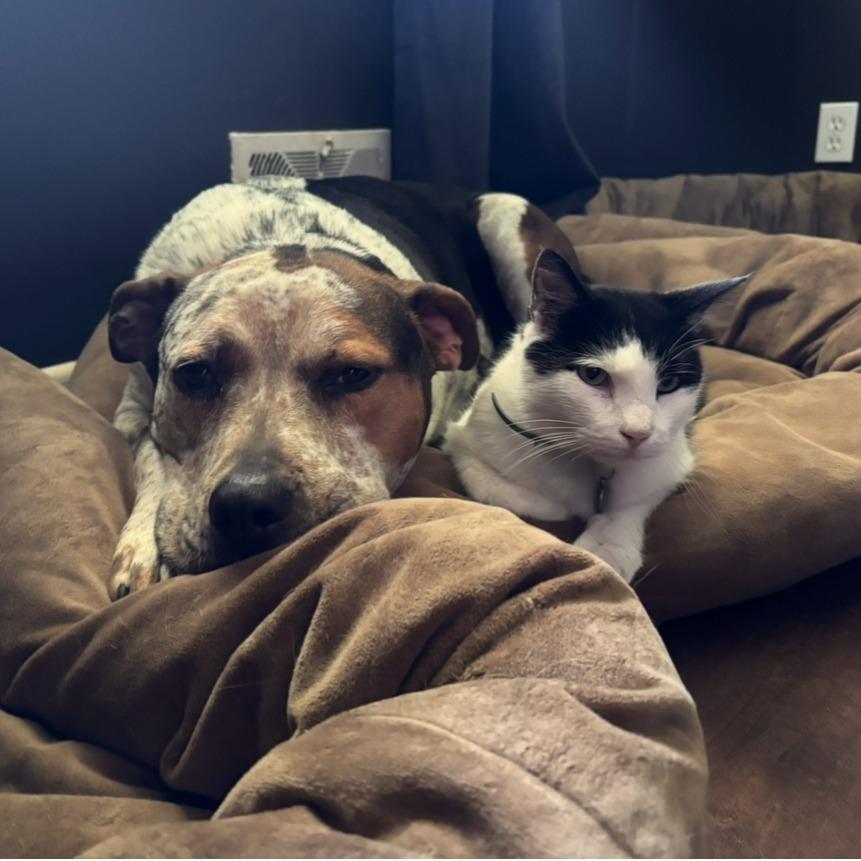 Mushu — thumbnail 6