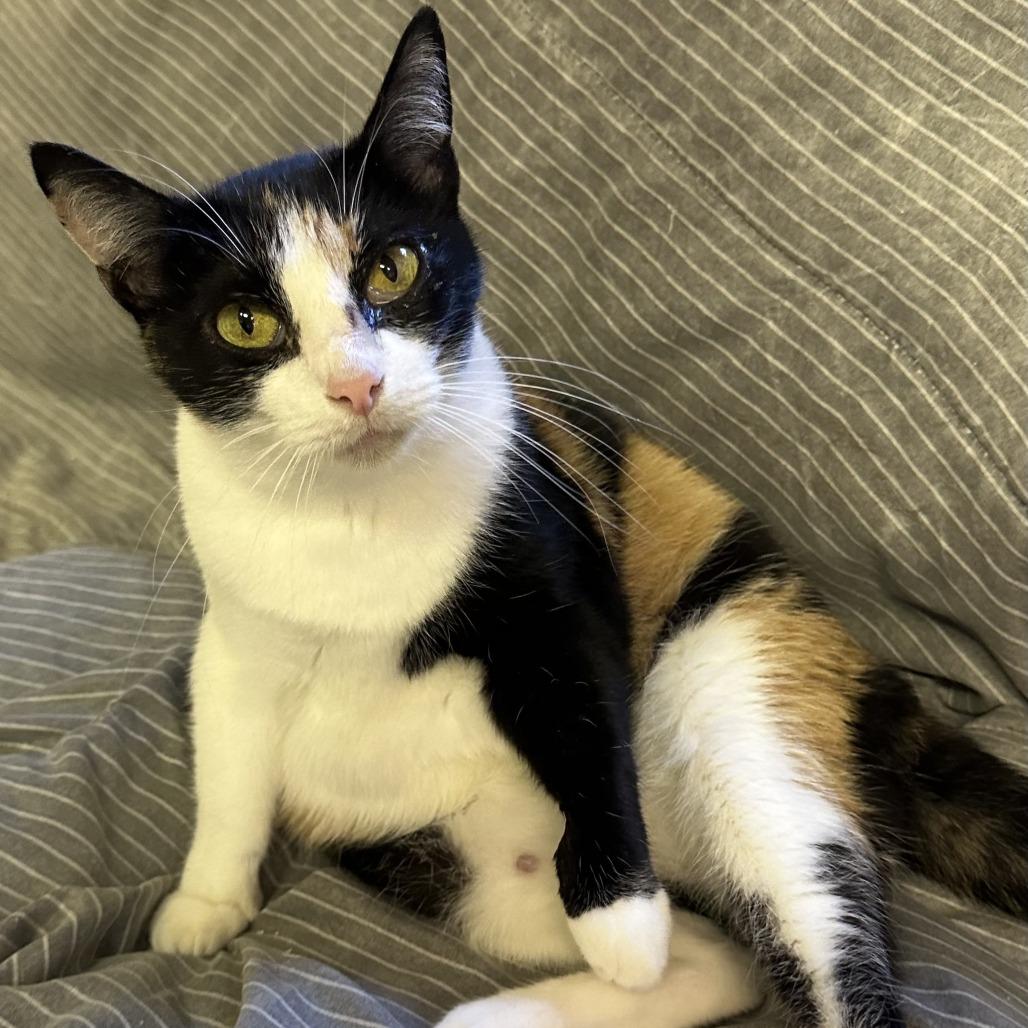 Candy — thumbnail 2