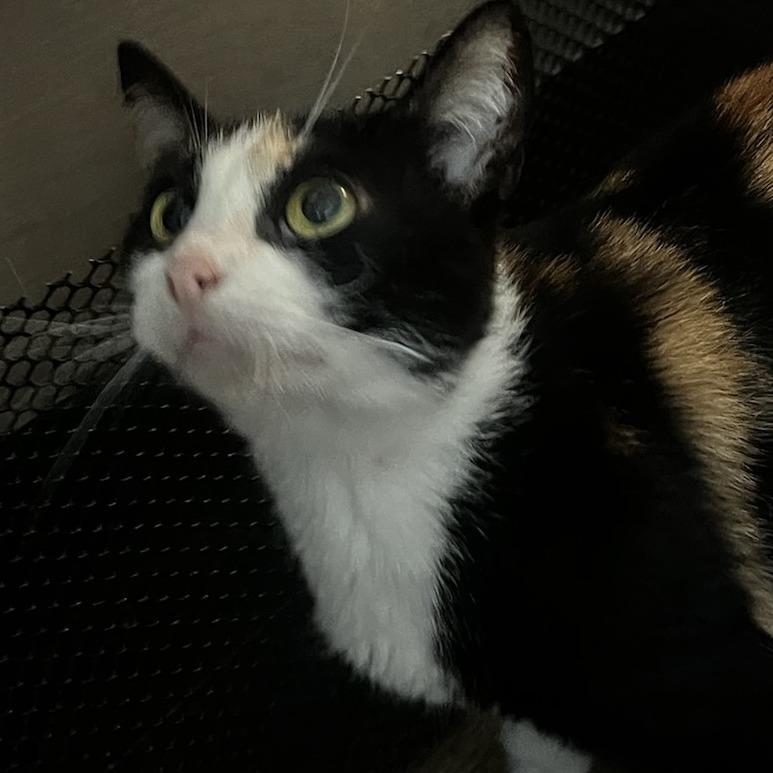 Candy — thumbnail 3