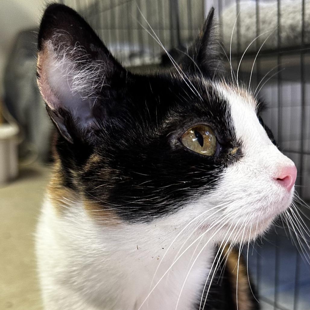 Candy — thumbnail 4