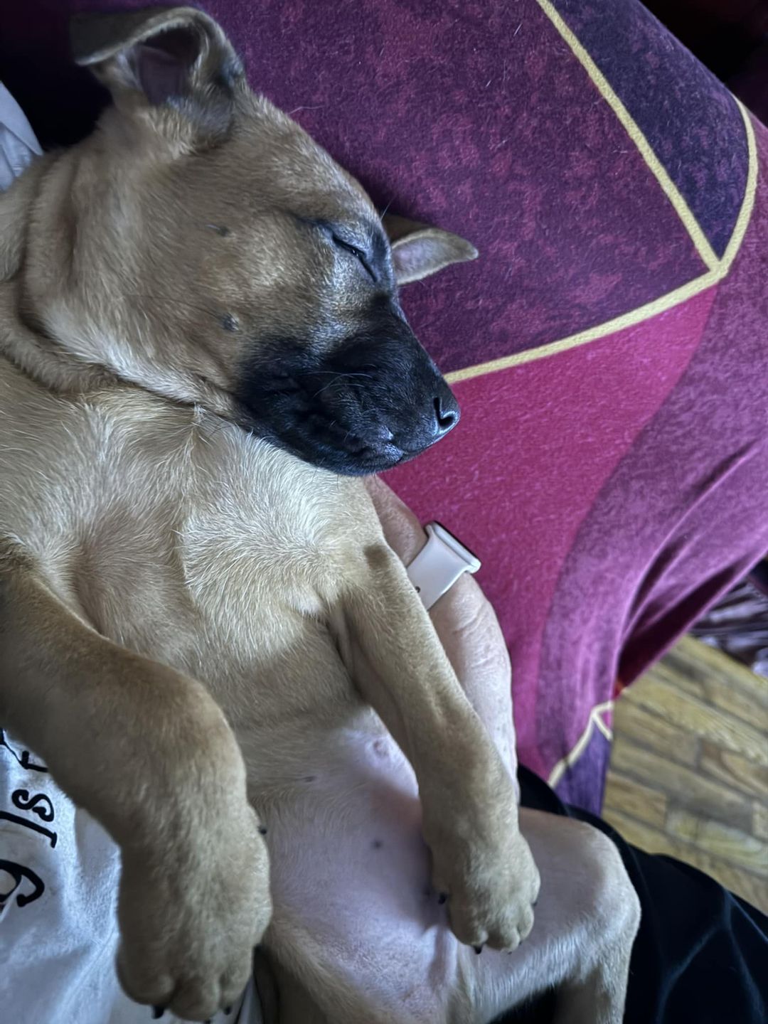 Cowboy, Adoptable, Young Male Shar-Pei.