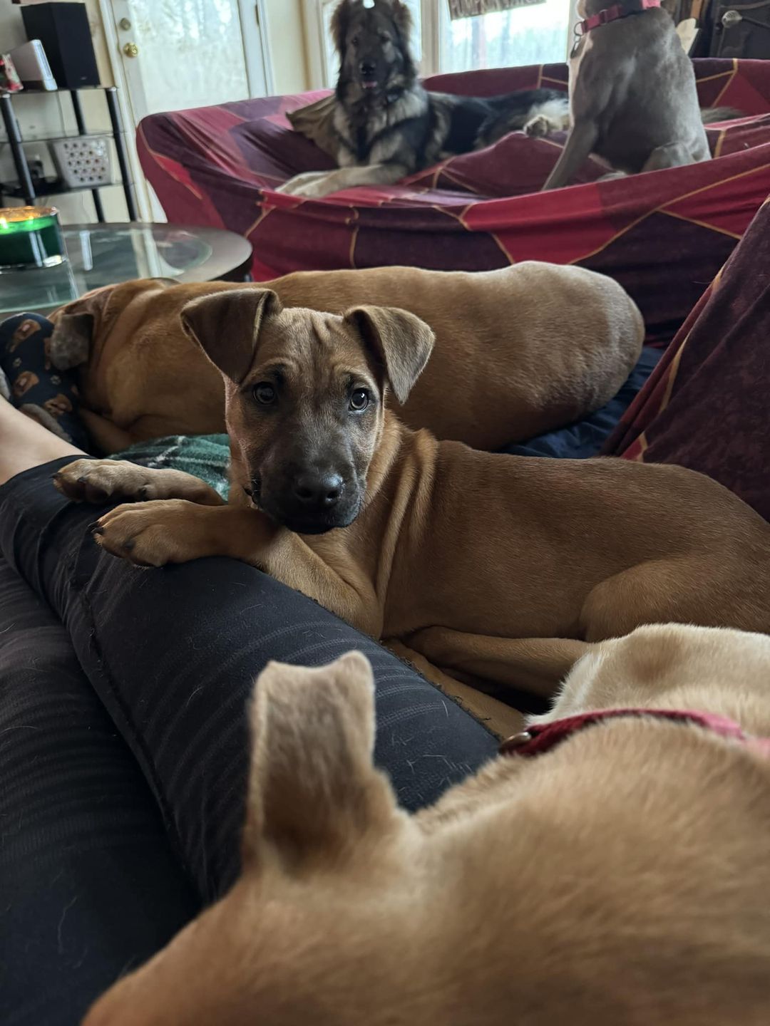 Enlarge Cowboy, a Adoptable mixed breed in Douglasville, GA image 3/3