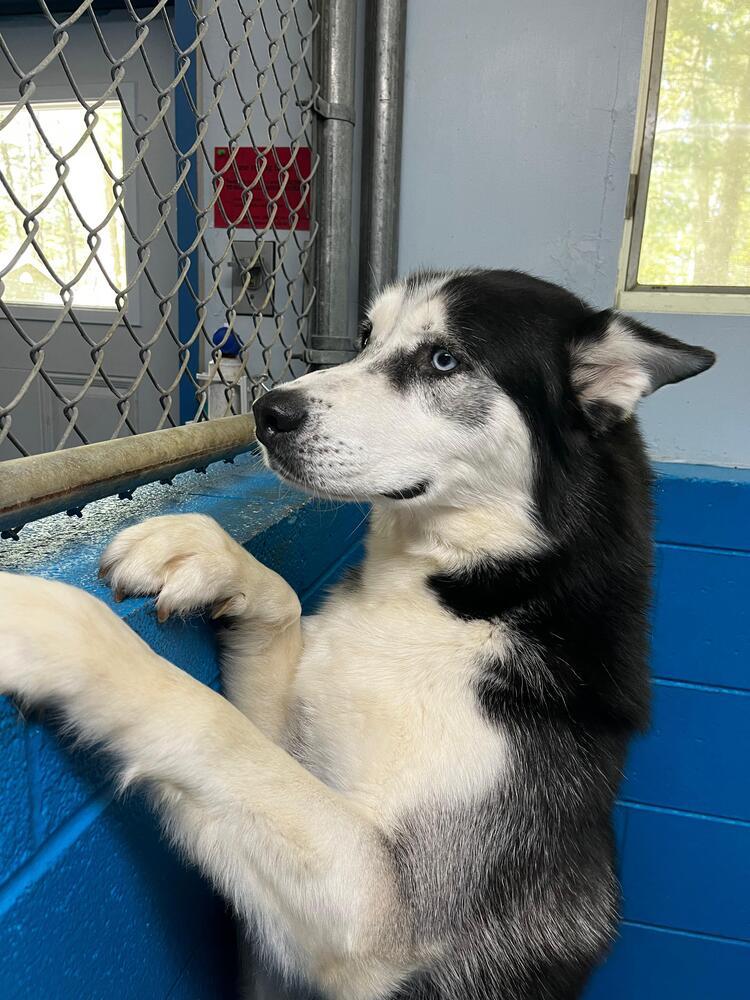 Maddox, Adoptable, Adult Male Husky.