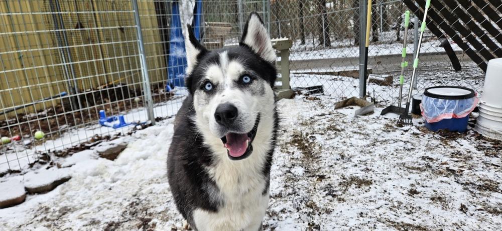 Enlarge Maddox, a Adoptable Husky in Muskegon, MI image 1/3