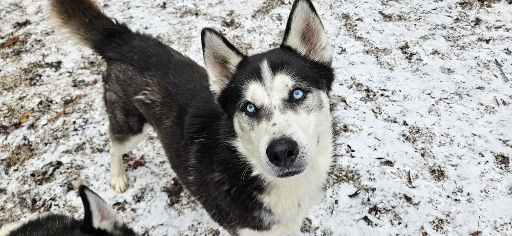 Enlarge Maddox, a Adoptable Husky in Muskegon, MI image 2/3