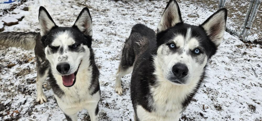Enlarge Maddox, a Adoptable Husky in Muskegon, MI image 3/3