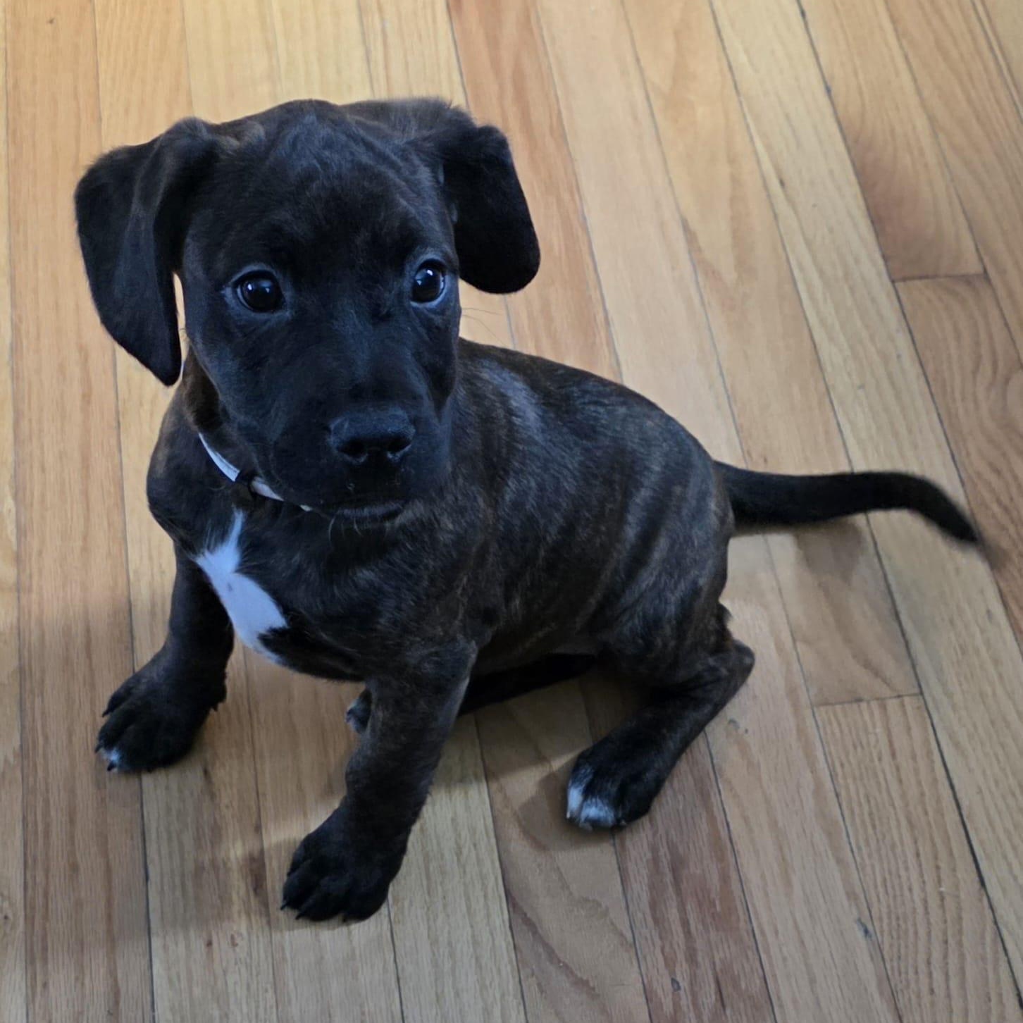 Enlarge Ellen, an adopted mixed breed in Midland, MI image 2/3