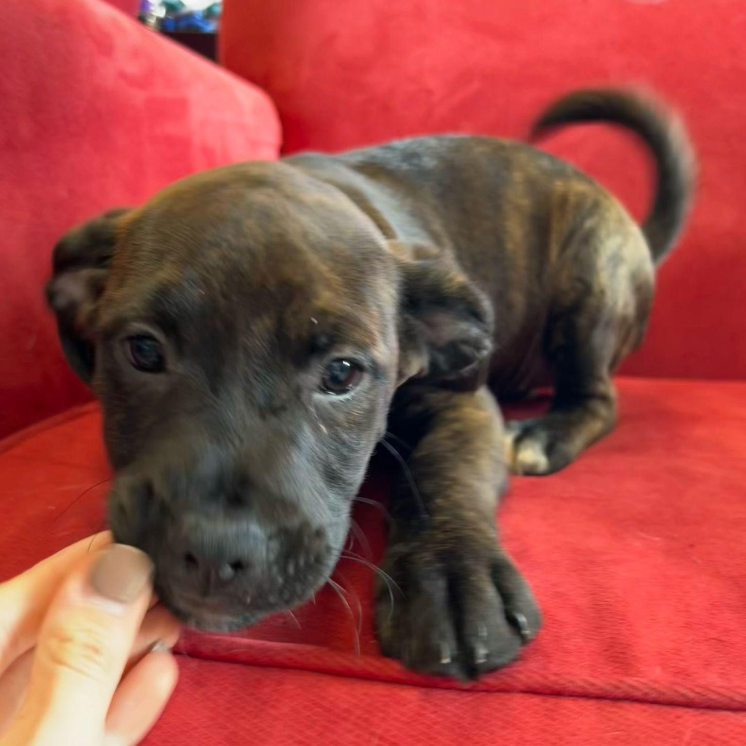 Enlarge Ellen, an adopted mixed breed in Midland, MI image 3/3