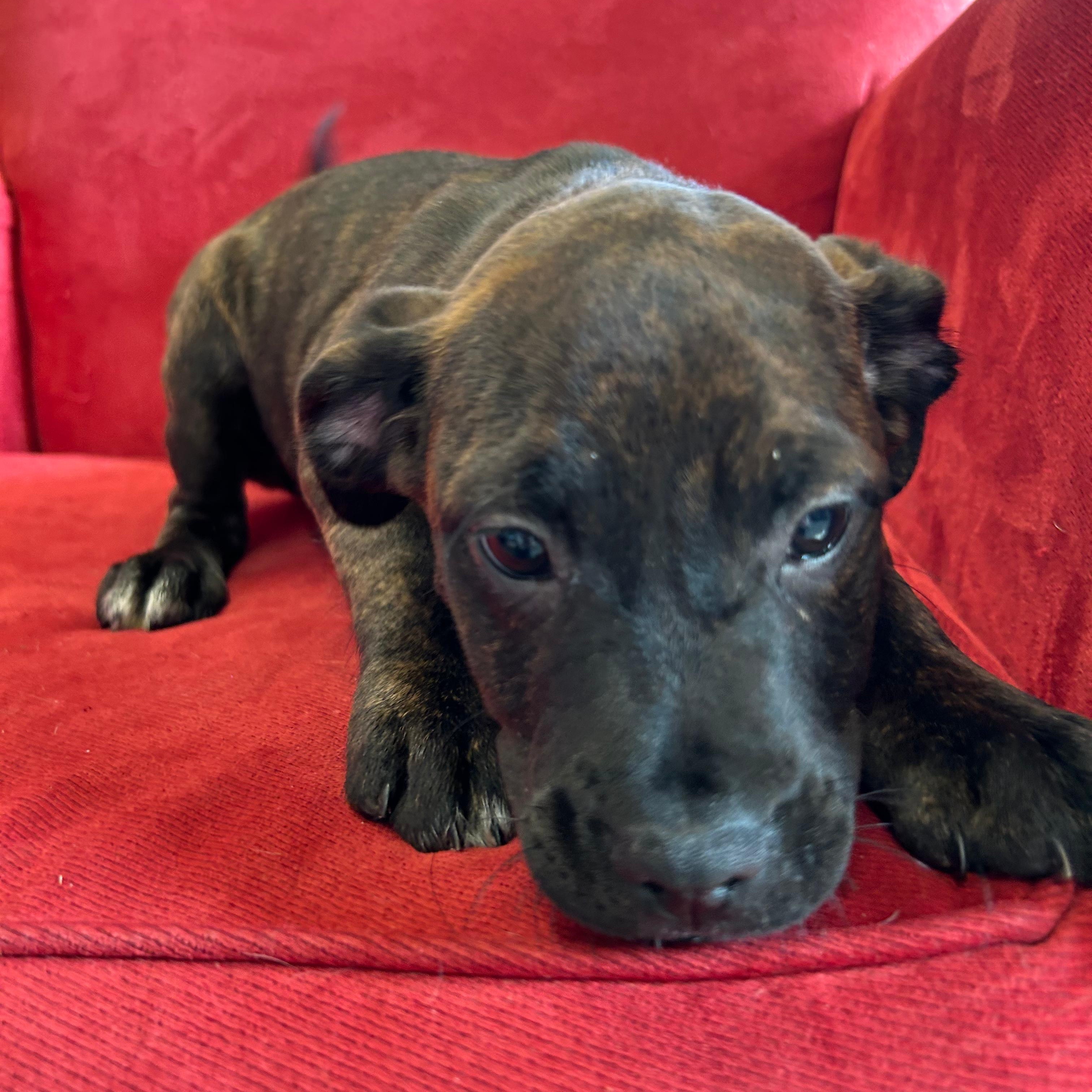 Enlarge Ellen, an adopted mixed breed in Midland, MI image 1/3