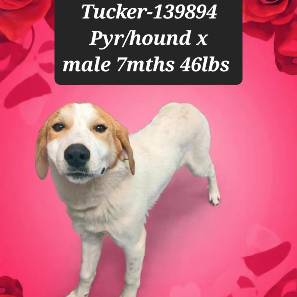 Enlarge Tucker, a Adoptable mixed breed in New Tazewell, TN image 1/1