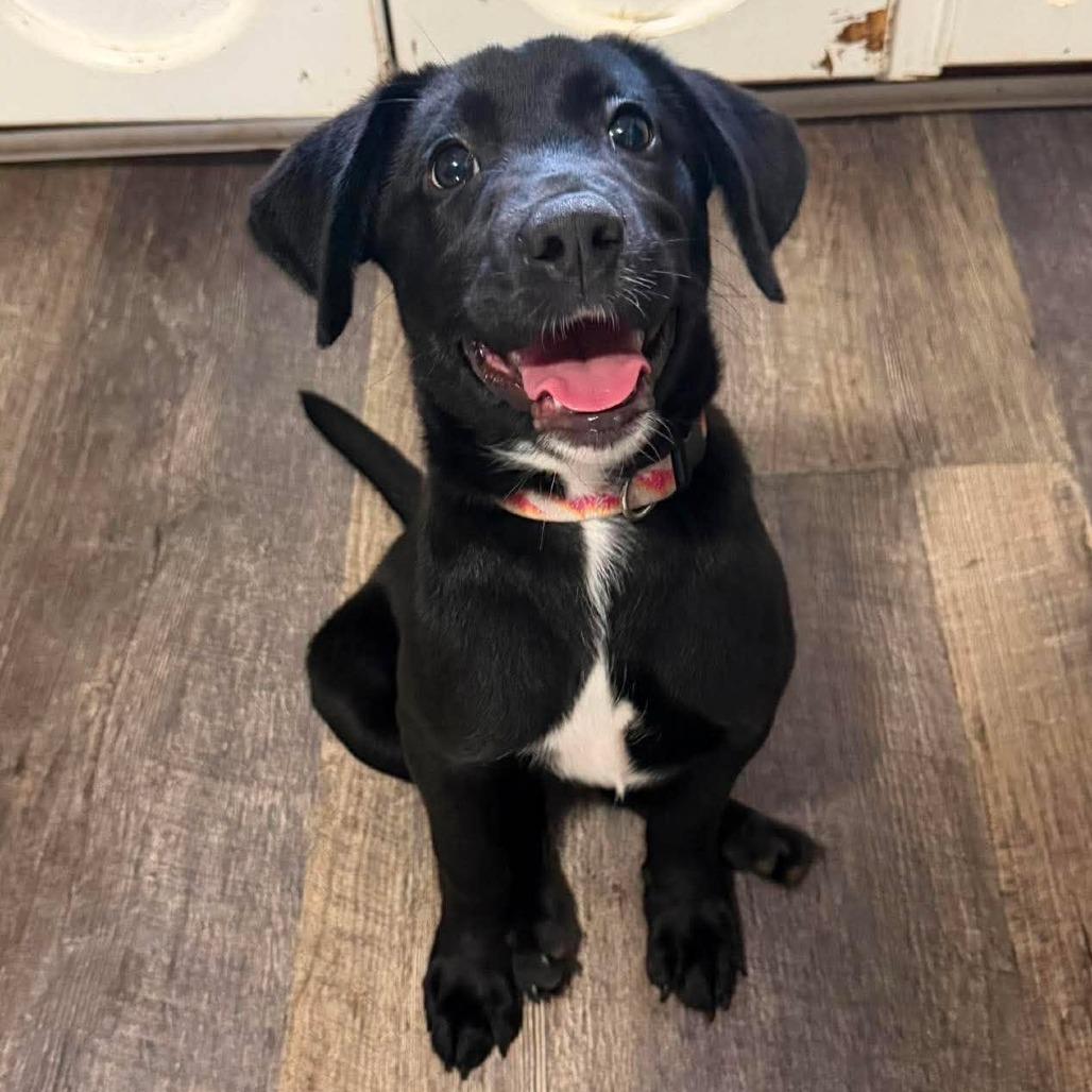 Maggie, Adoptable, Puppy Female Black Labrador Retriever.