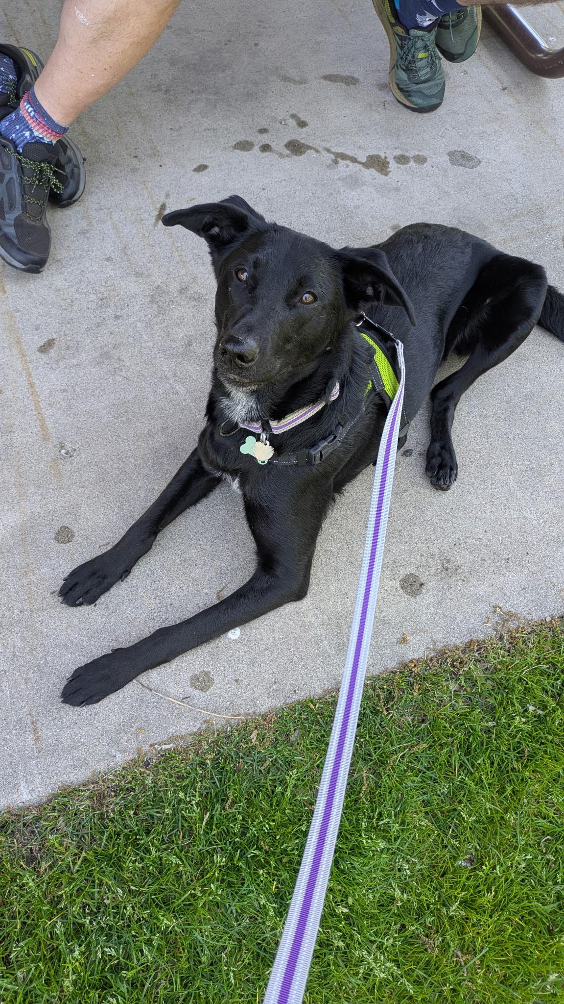 Maggie, an adoptable mixed breed in Huntley, IL image 3/5