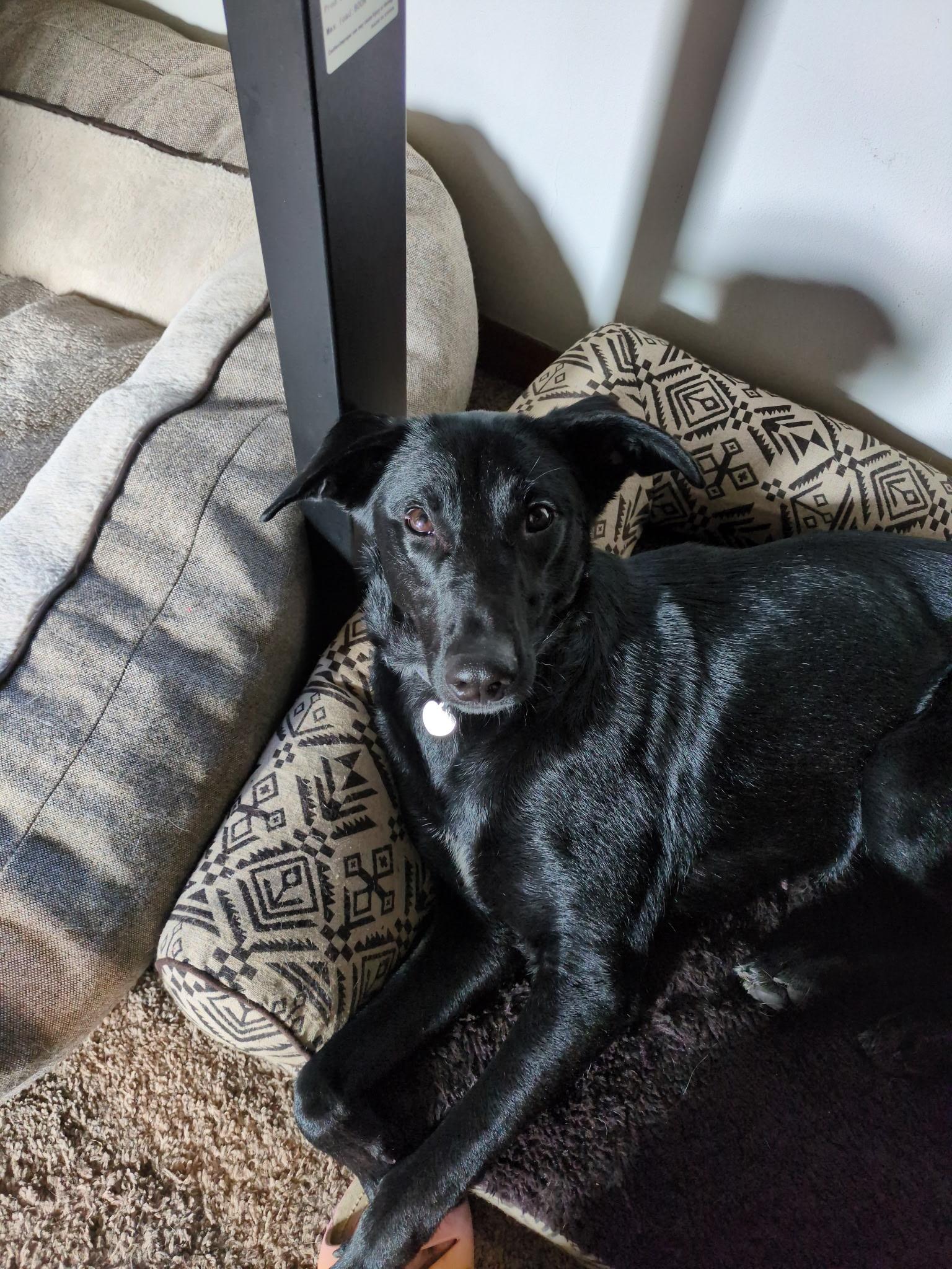 Maggie, an adoptable mixed breed in Huntley, IL image 4/5