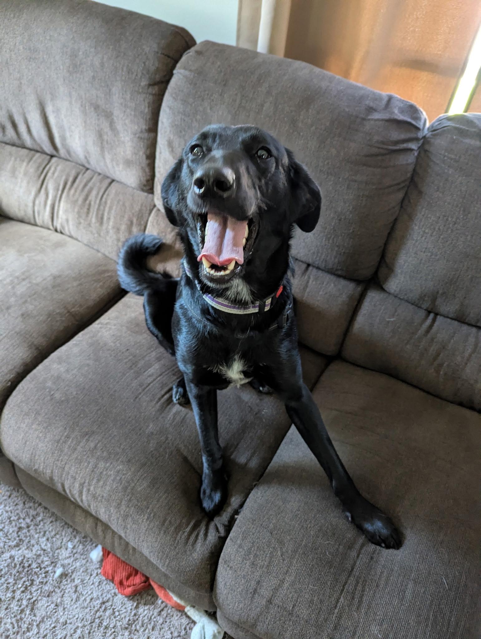 Maggie, an adoptable mixed breed in Huntley, IL image 5/5