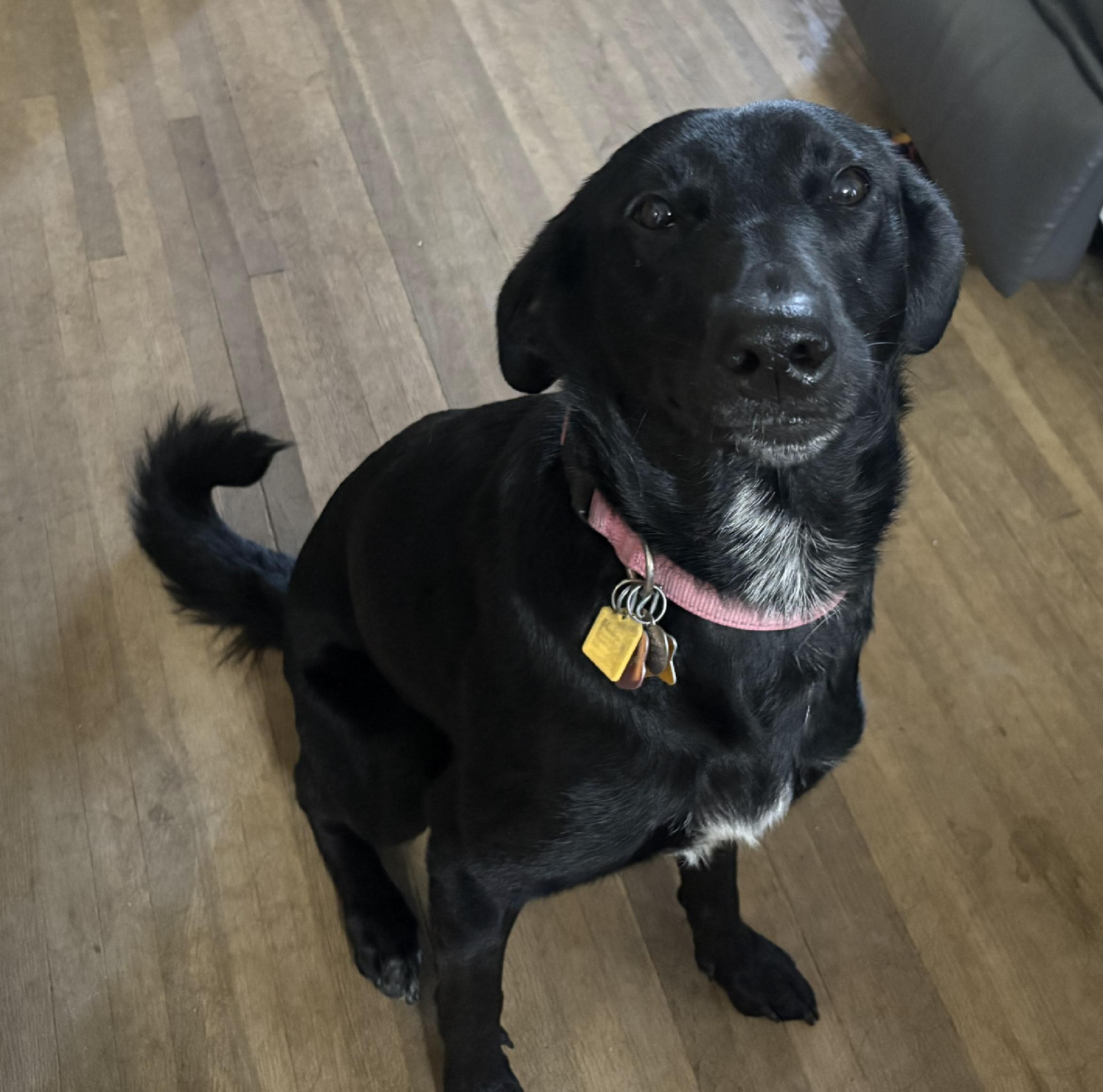 Maggie, an adoptable mixed breed in Huntley, IL image 1/5