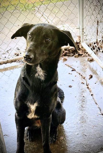 Maggie, an adoptable mixed breed in Huntley, IL image 2/5