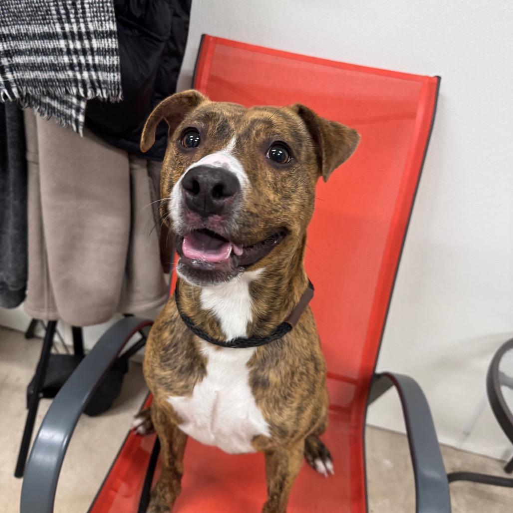 Enlarge Roman, a Adoptable mixed breed in Canton, IL image 1/6