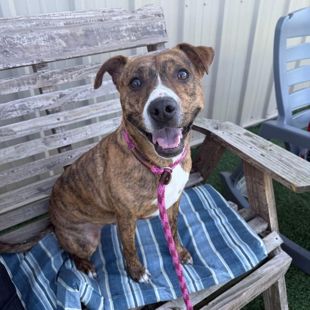 Enlarge Roman, a Adoptable mixed breed in Canton, IL image 2/6