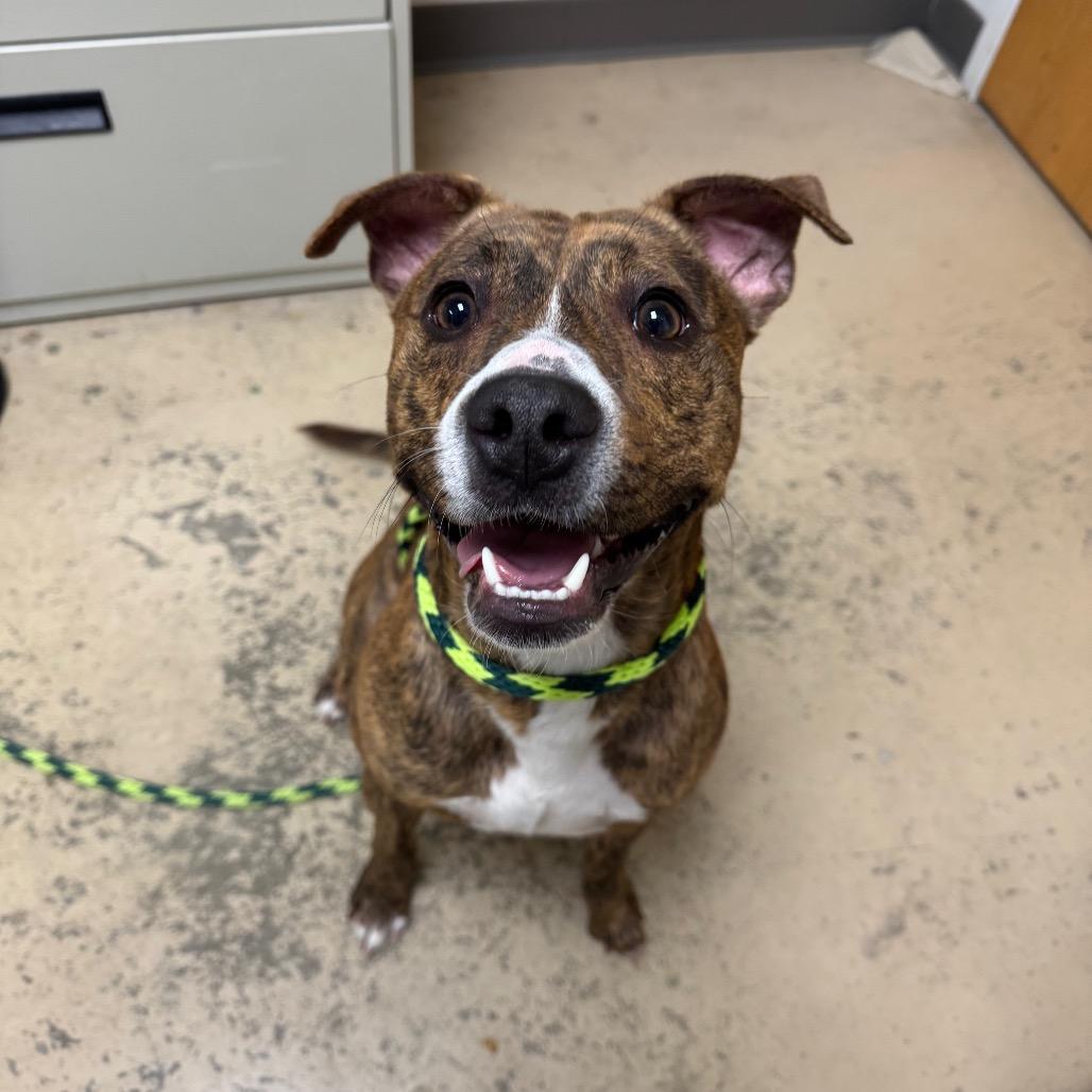 Enlarge Roman, a Adoptable mixed breed in Canton, IL image 2/6