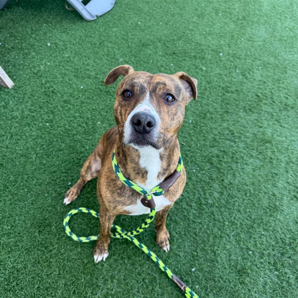 Enlarge Roman, a Adoptable mixed breed in Canton, IL image 4/6