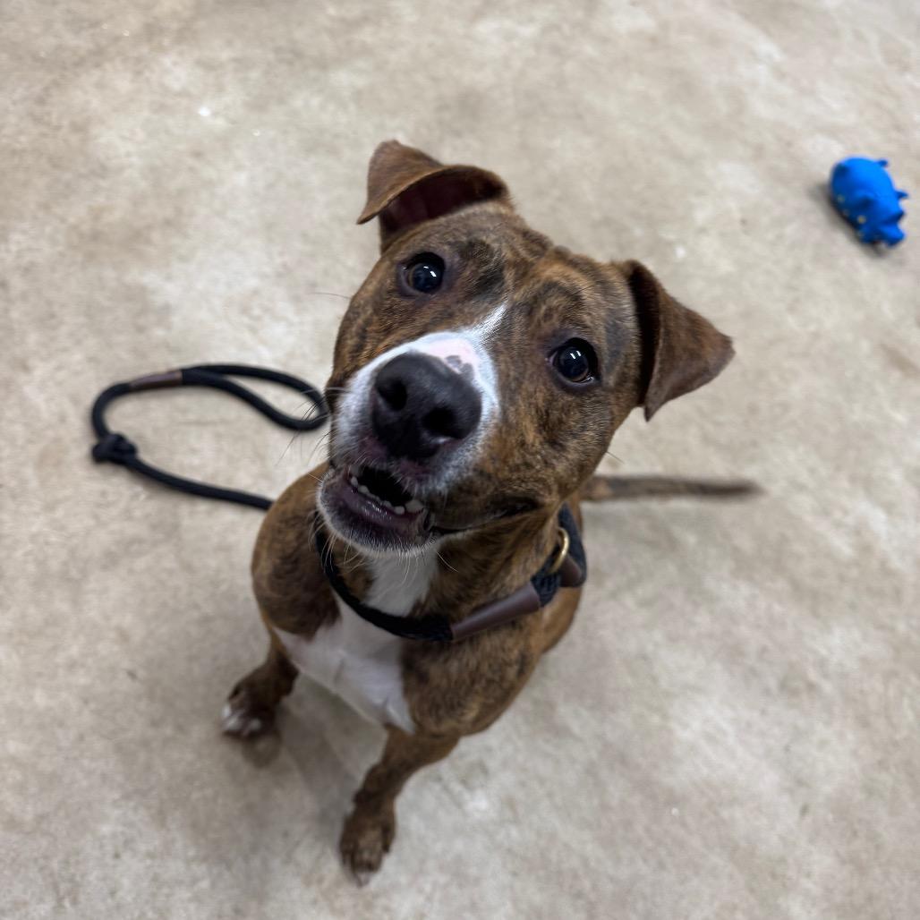 Enlarge Roman, a Adoptable mixed breed in Canton, IL image 5/6