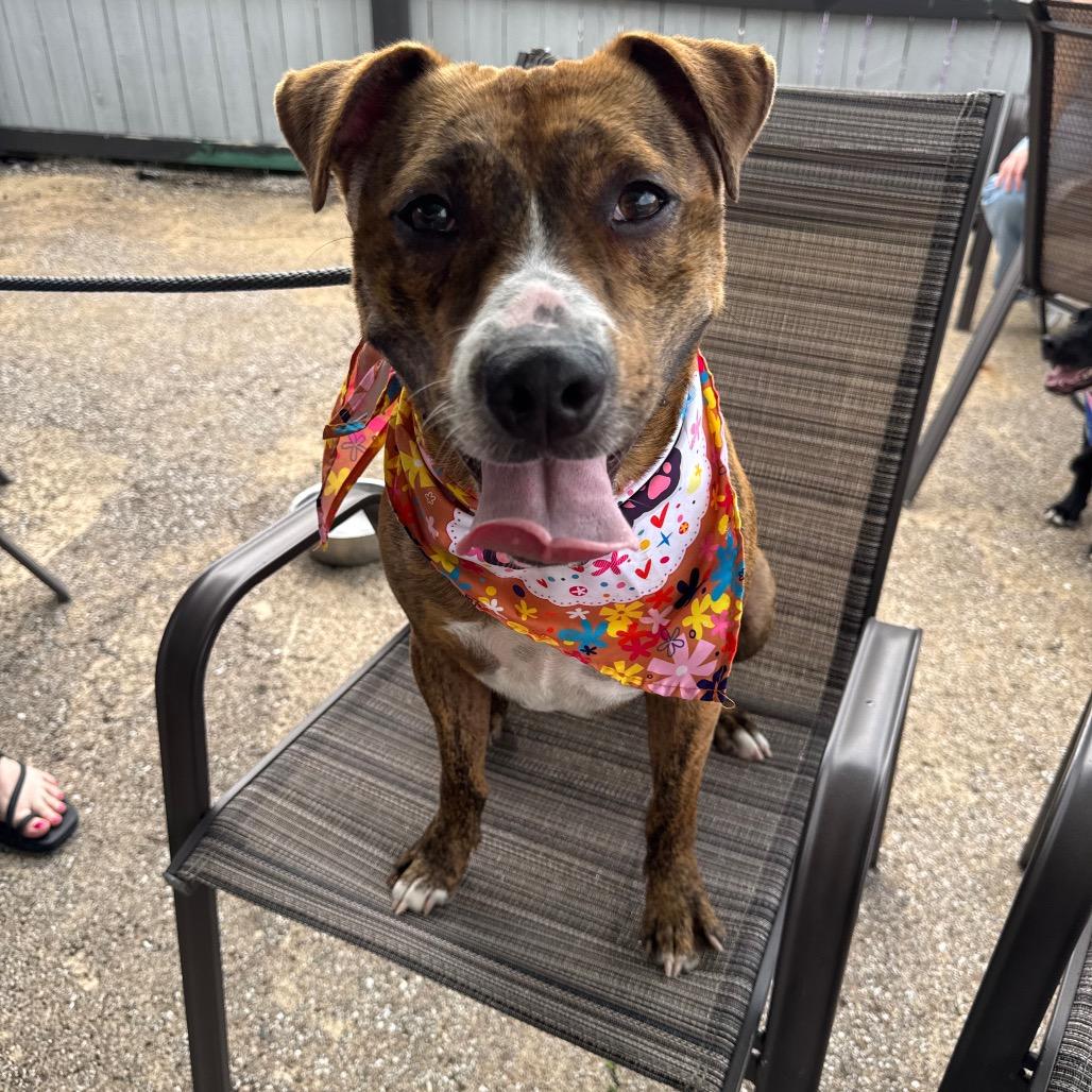 Roman, a Adoptable mixed breed in Canton, IL image 5/6