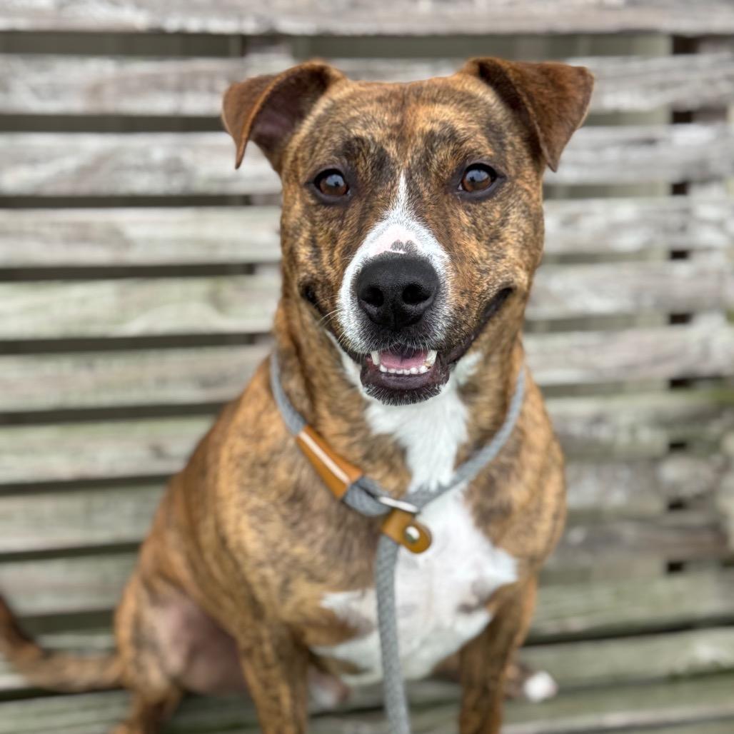 Enlarge Roman, a Adoptable mixed breed in Canton, IL image 5/6