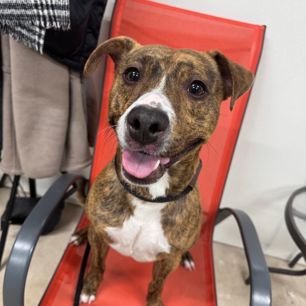 Enlarge Roman, a Adoptable mixed breed in Canton, IL image 6/6