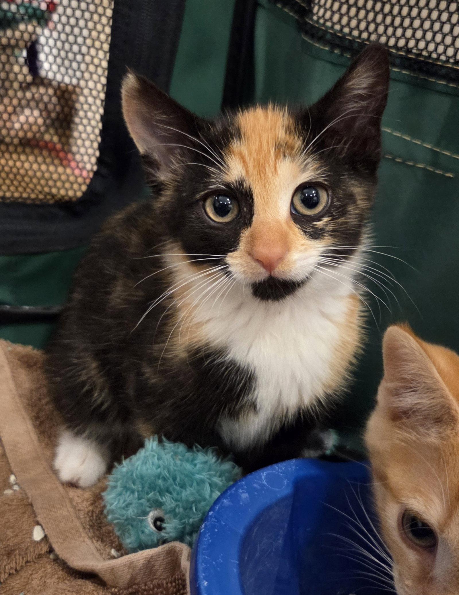 Charlotte, Adopted, Kitten Female Domestic Short Hair.