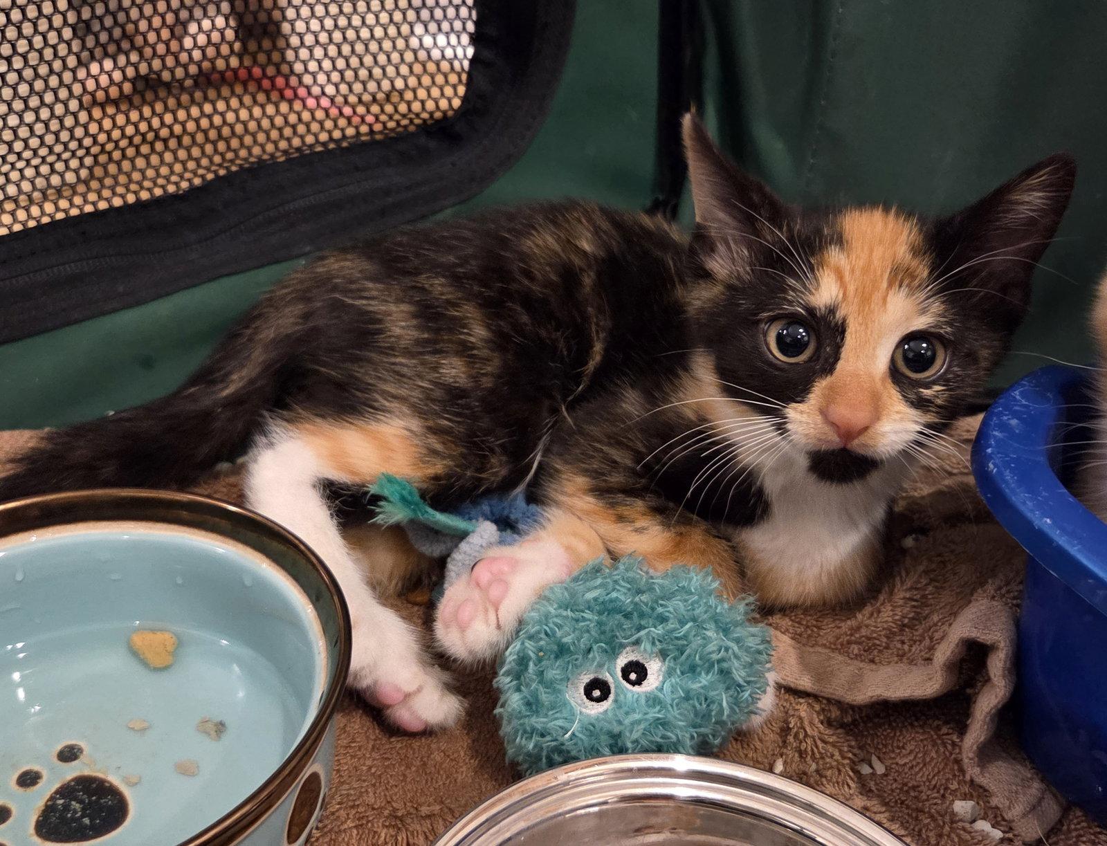 Enlarge Charlotte, a Adopted Domestic Short Hair in Magnolia Springs, AL image 2/3