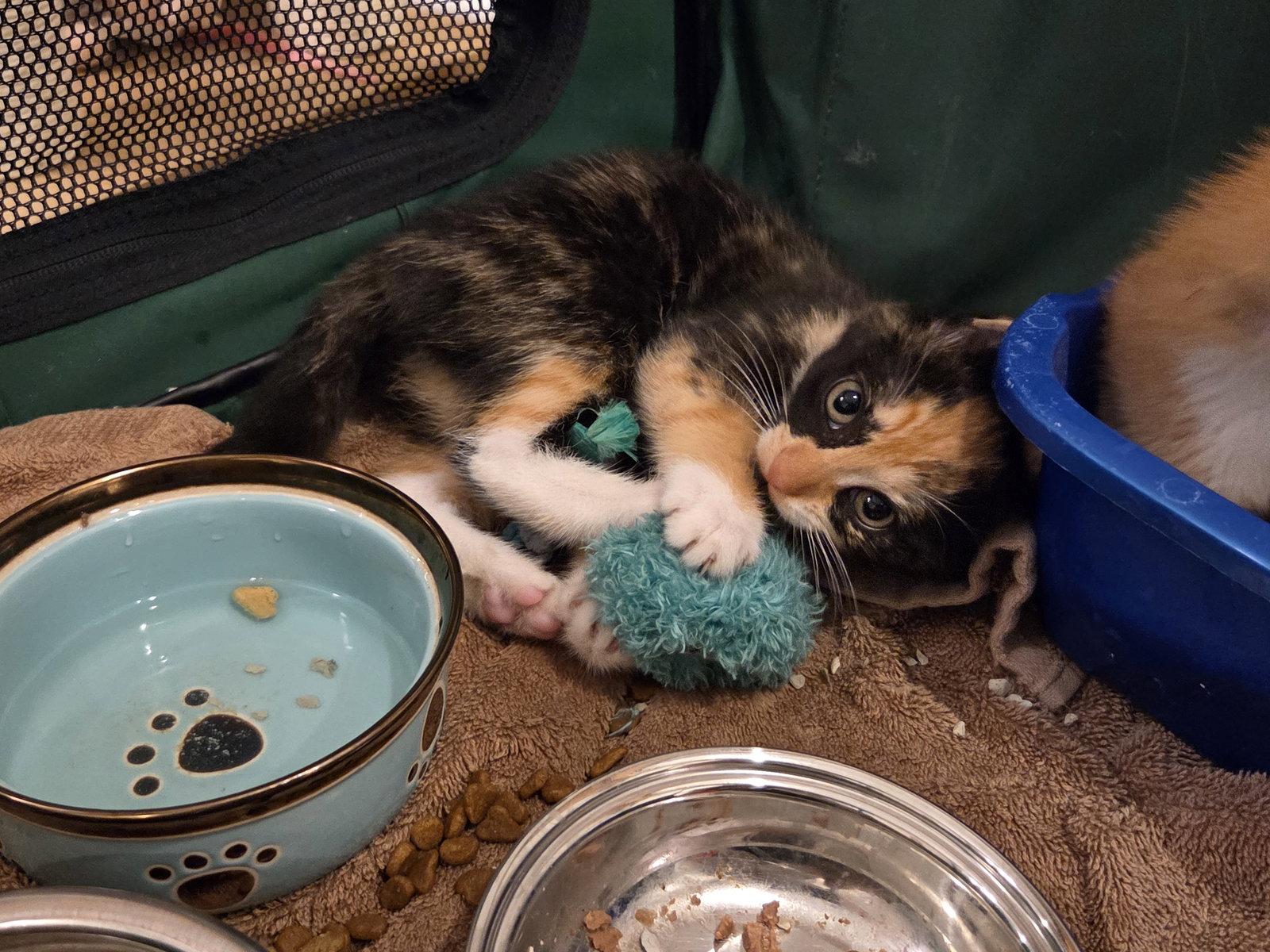 Enlarge Charlotte, a Adopted Domestic Short Hair in Magnolia Springs, AL image 3/3