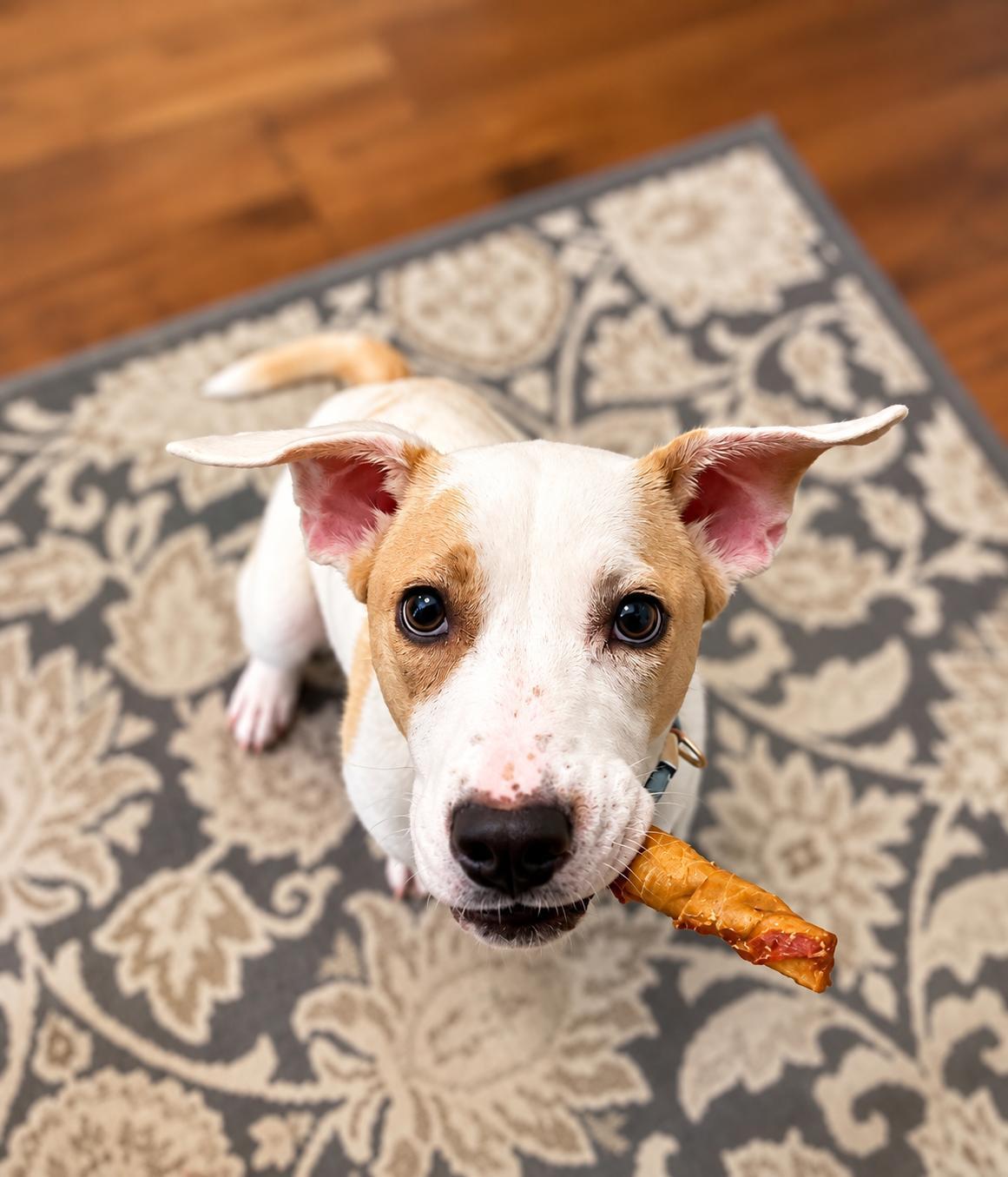 Enlarge Scarlet, a Adoptable mixed breed in Antioch, IL image 3/4