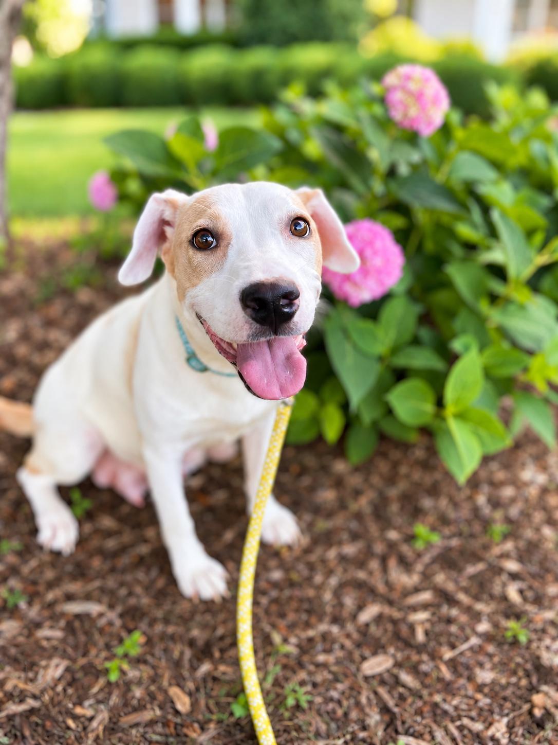 Enlarge Scarlet, a Adoptable mixed breed in Antioch, IL image 4/4