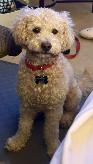 Enlarge Blissful and Beloved Bentley, a Adopted Bichon Frise in San Francisco, CA image 1/4