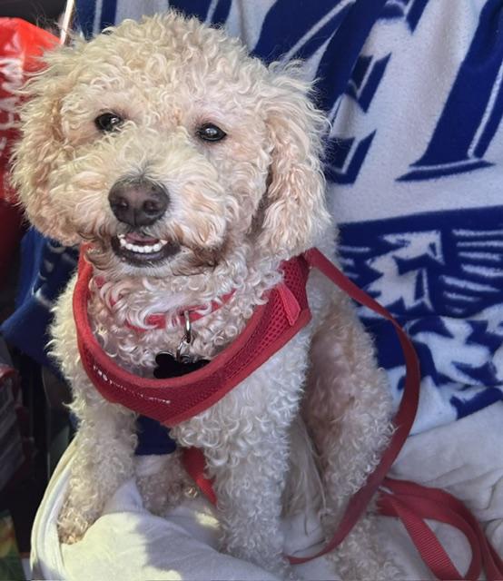 Enlarge Blissful and Beloved Bentley, a Adopted Bichon Frise in San Francisco, CA image 3/4