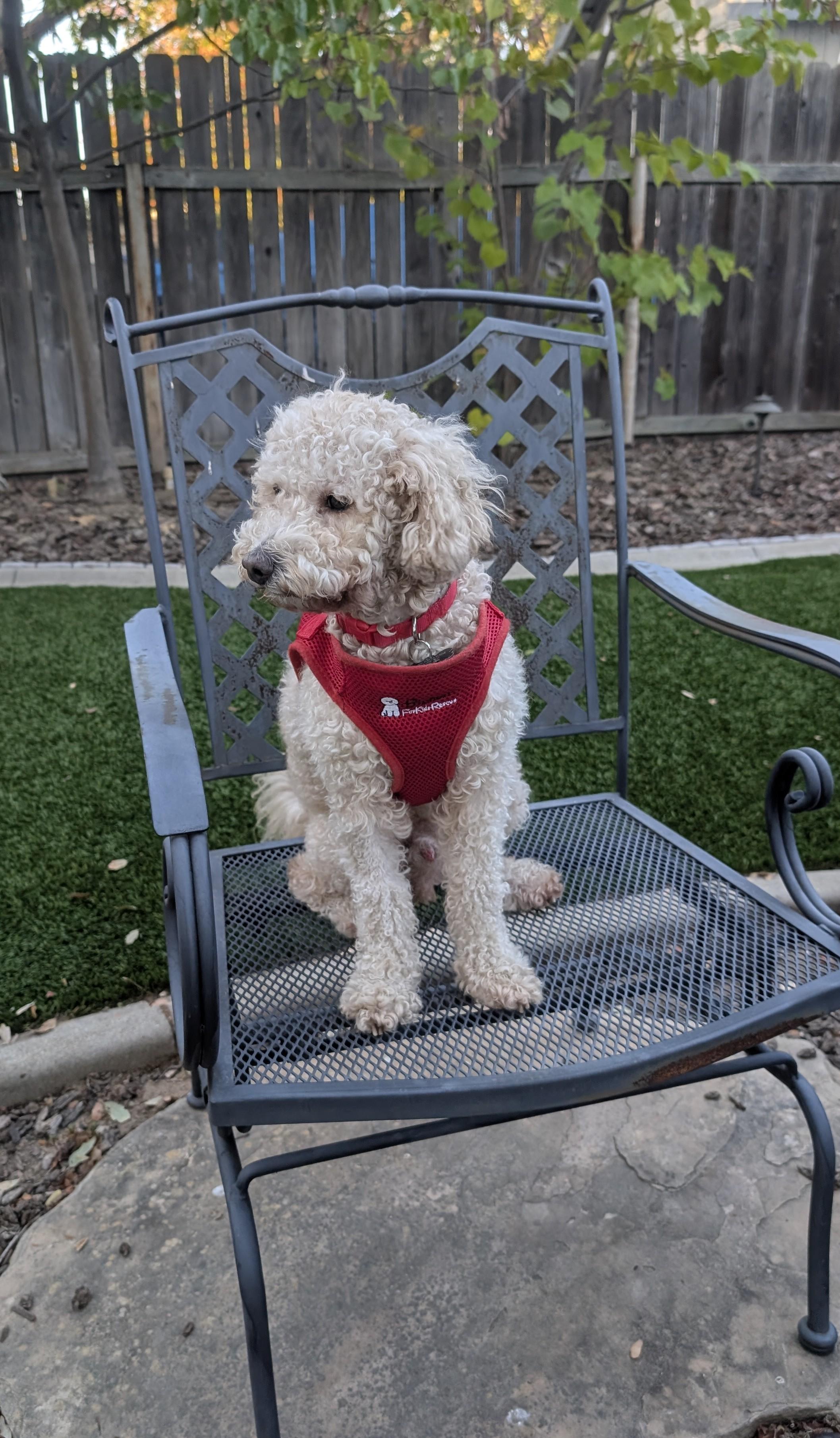 Enlarge Blissful and Beloved Bentley, a Adopted Bichon Frise in San Francisco, CA image 2/4