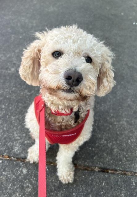 Enlarge Blissful and Beloved Bentley, a Adopted Bichon Frise in San Francisco, CA image 4/4