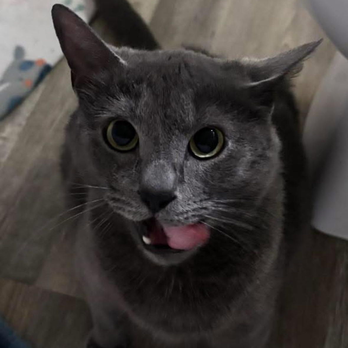 Smooch, ADOPTABLE, Young Female Domestic Short Hair.