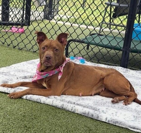 Enlarge Tootsie Roll, a Adoptable mixed breed in Lafayette, LA image 1/1