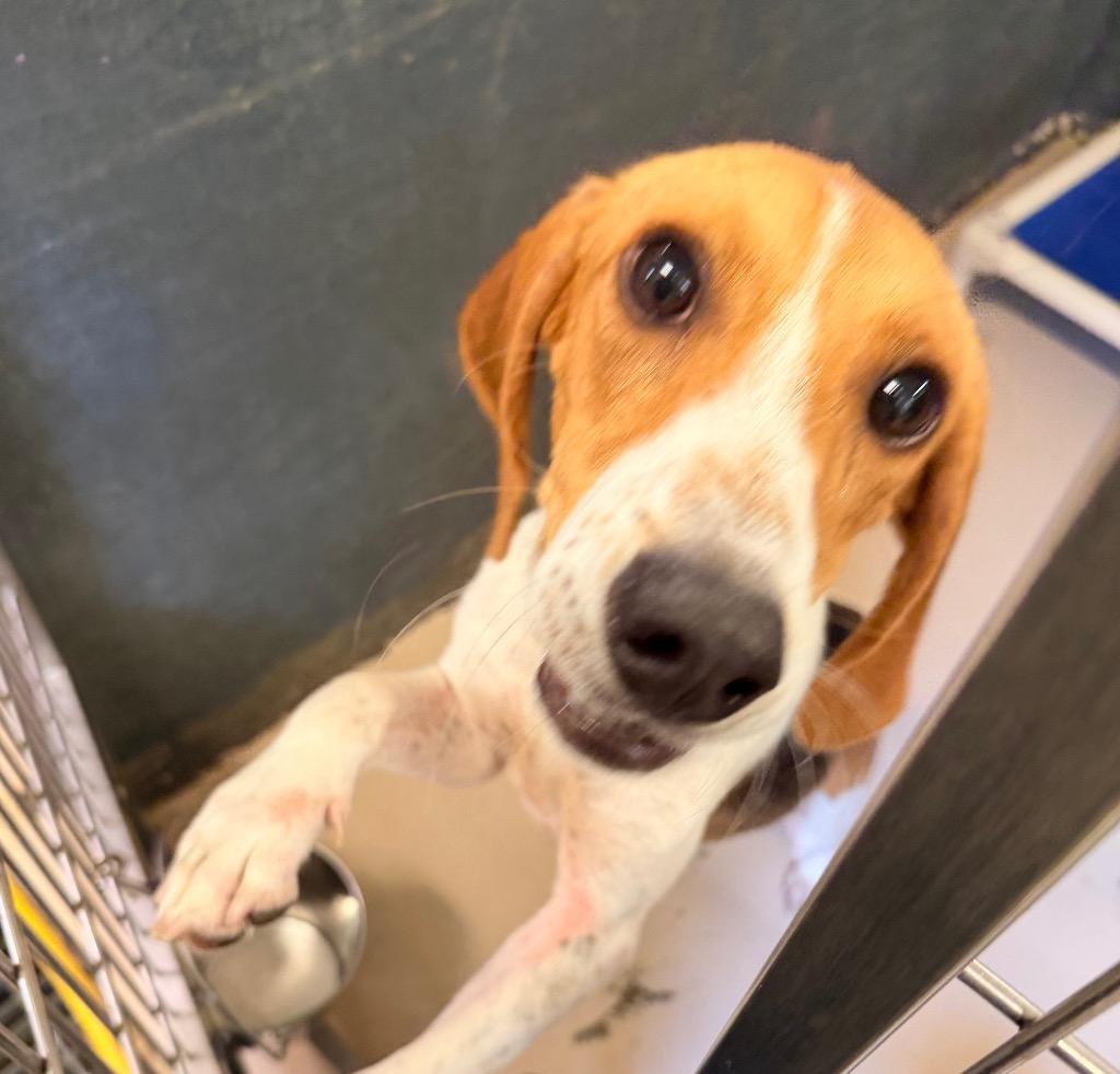 Ranch, Adoptable, Young Male Hound & Mixed Breed.