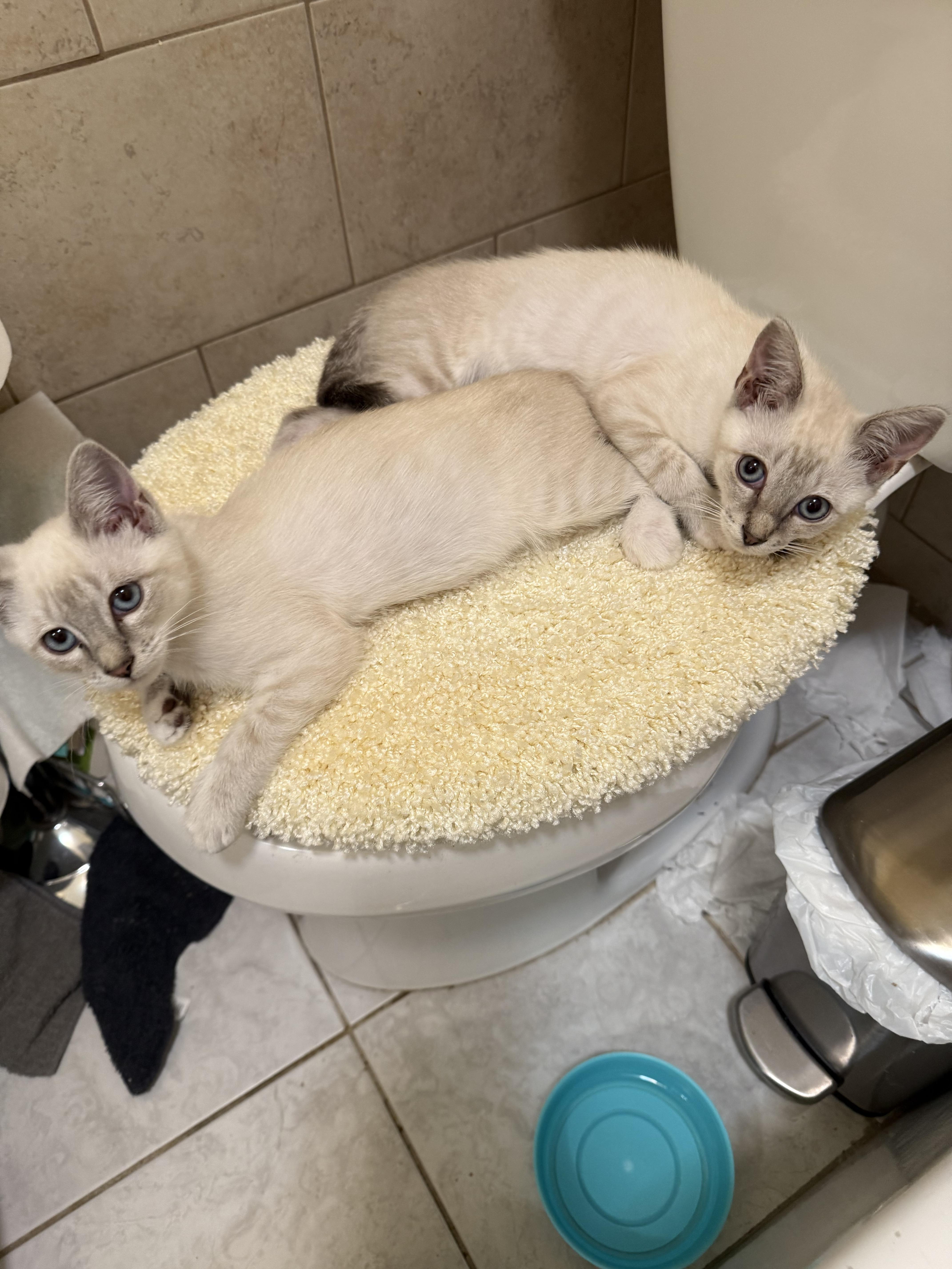 Nila, an adopted Siamese in Santa Ana, CA image 4/6